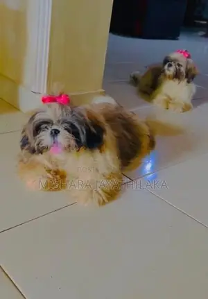 Shihtzu Puppies