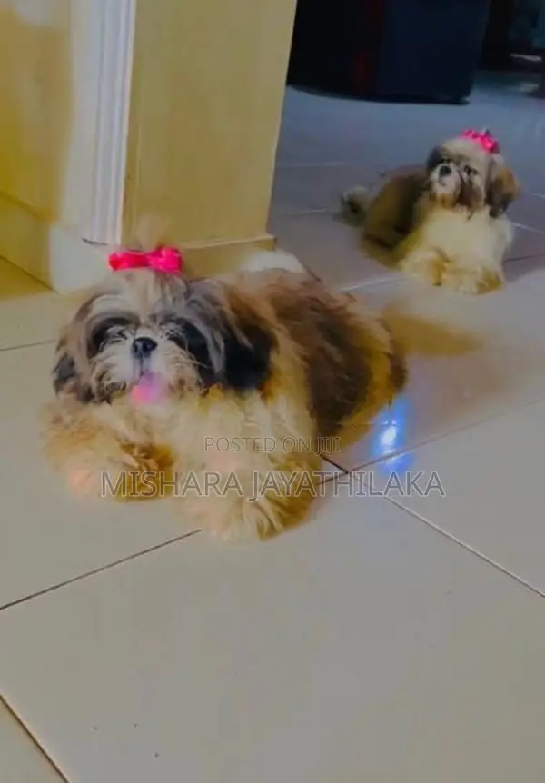 Shihtzu Puppies