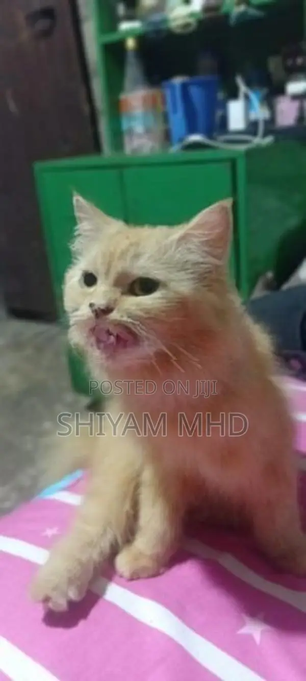 Ginger Cat