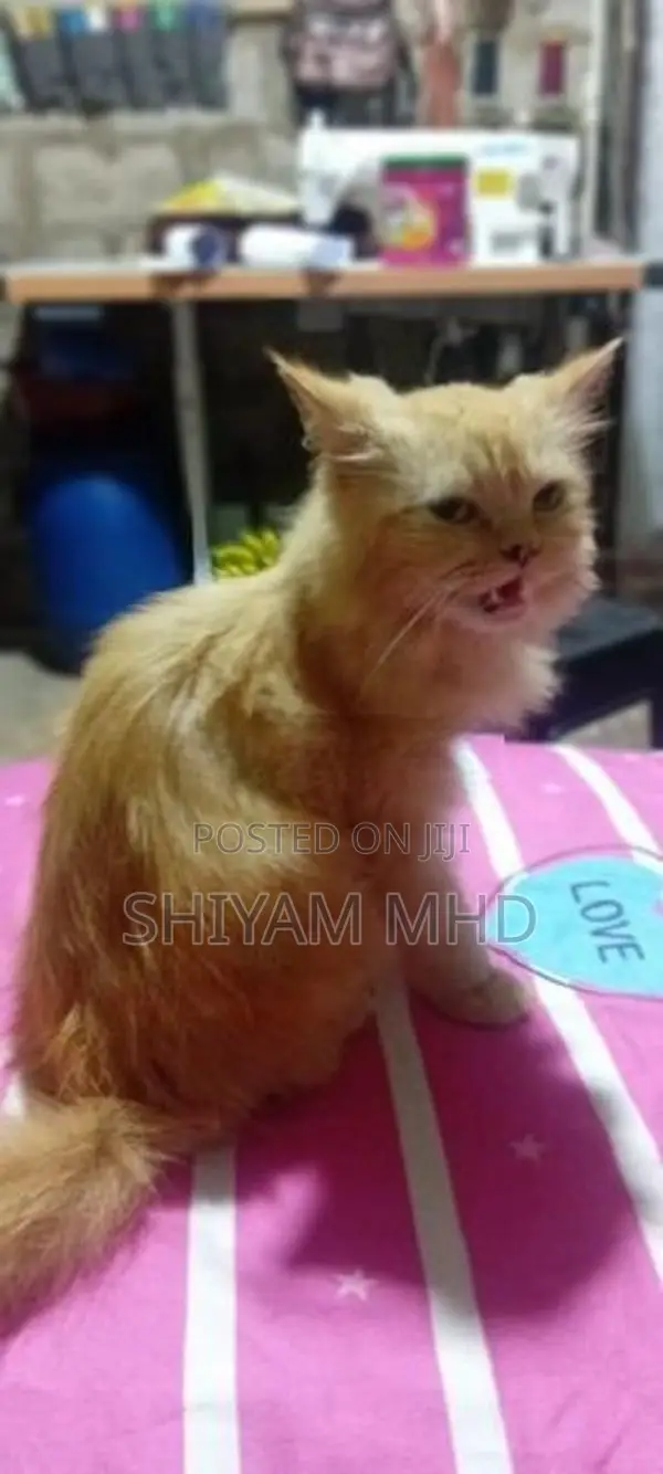 Ginger Cat