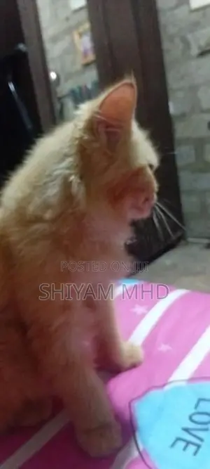 Ginger Cat
