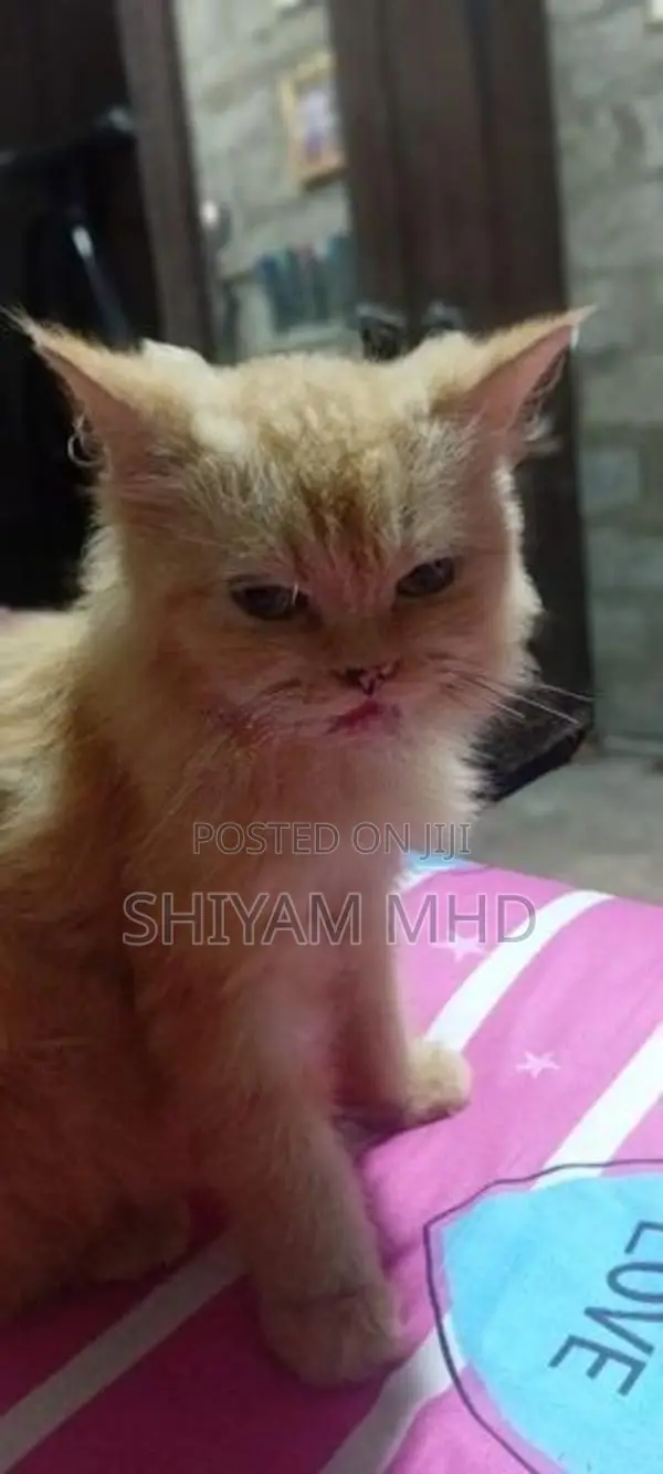 Ginger Cat
