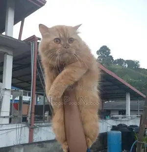 Persian Cat