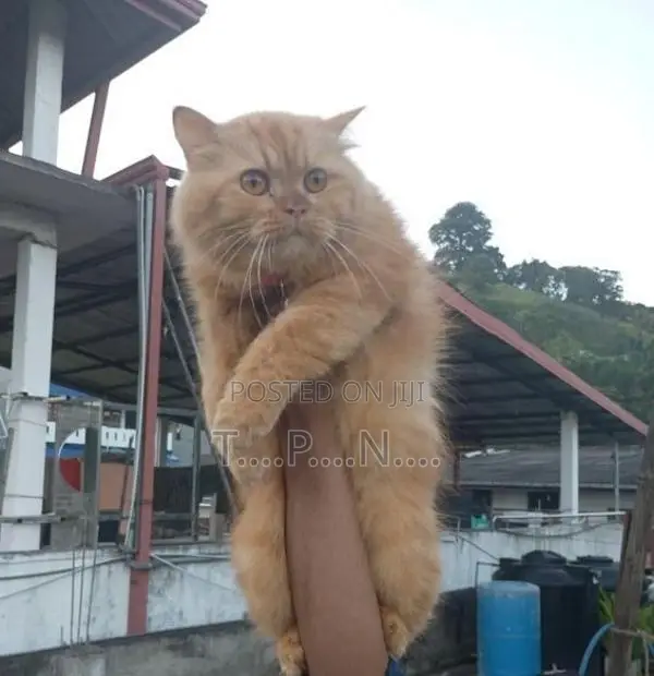 Persian Cat