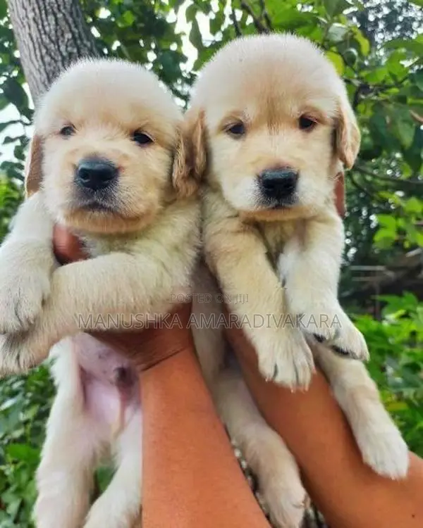 Golden Retriever Puppies
