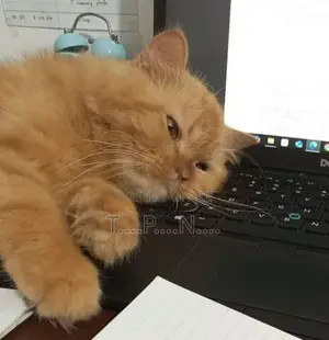 Persian Cat