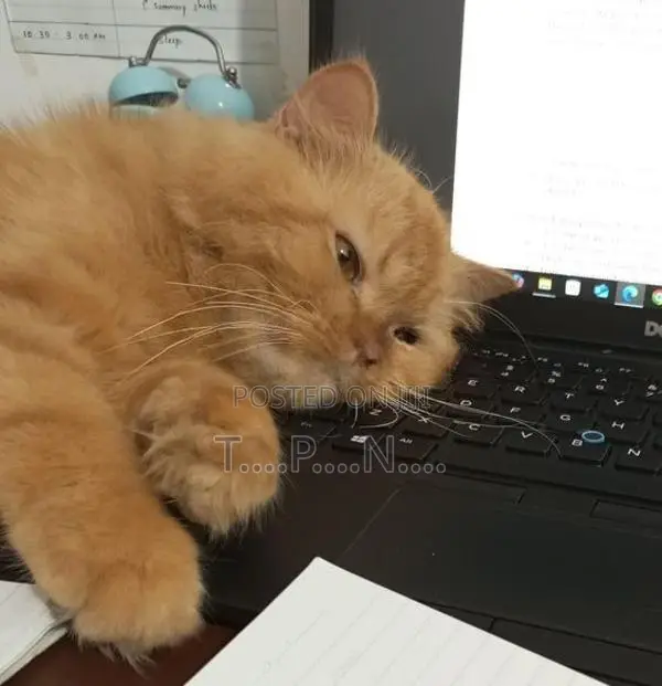 Persian Cat