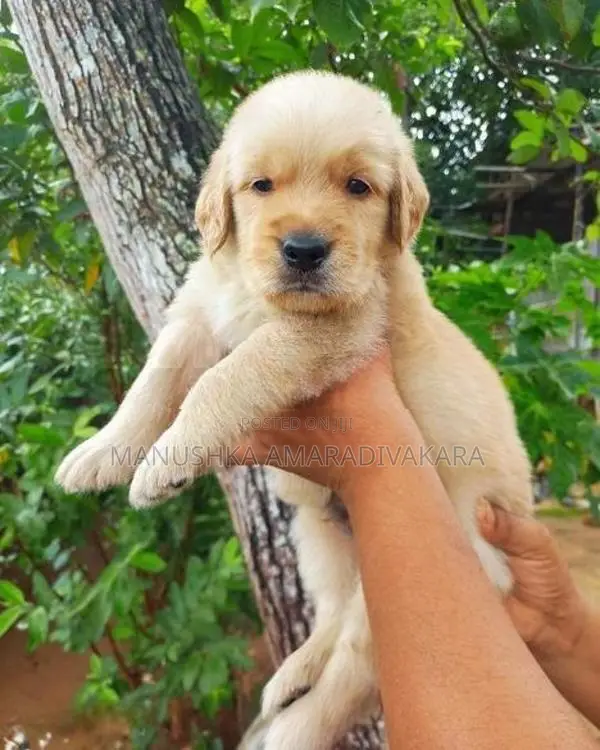 Golden Retriever Puppies