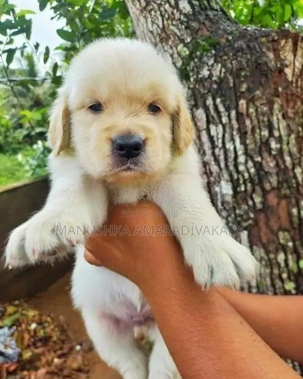 Golden Retriever Puppies