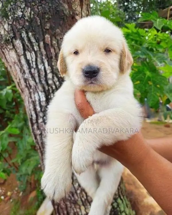 Golden Retriever Puppies