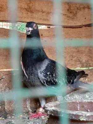 Pigeons