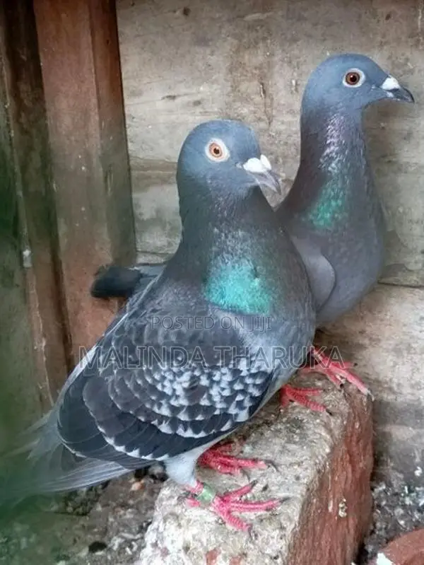 Pigeons