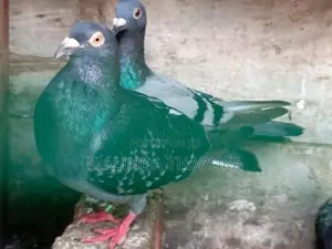 Pigeons