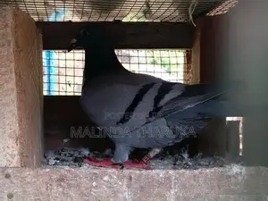 Pigeons