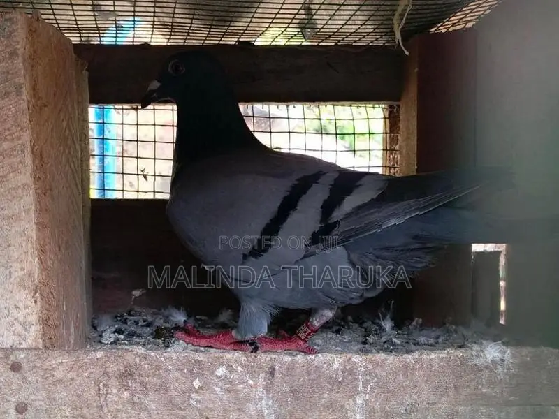 Pigeons