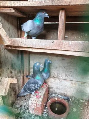 Pigeons