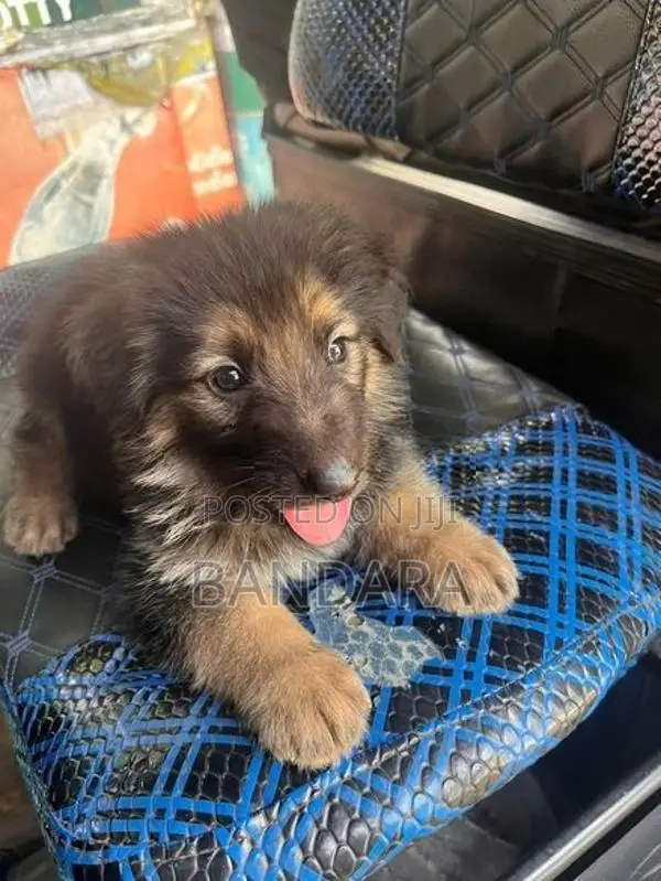 Jarmen Shepherd Puppy