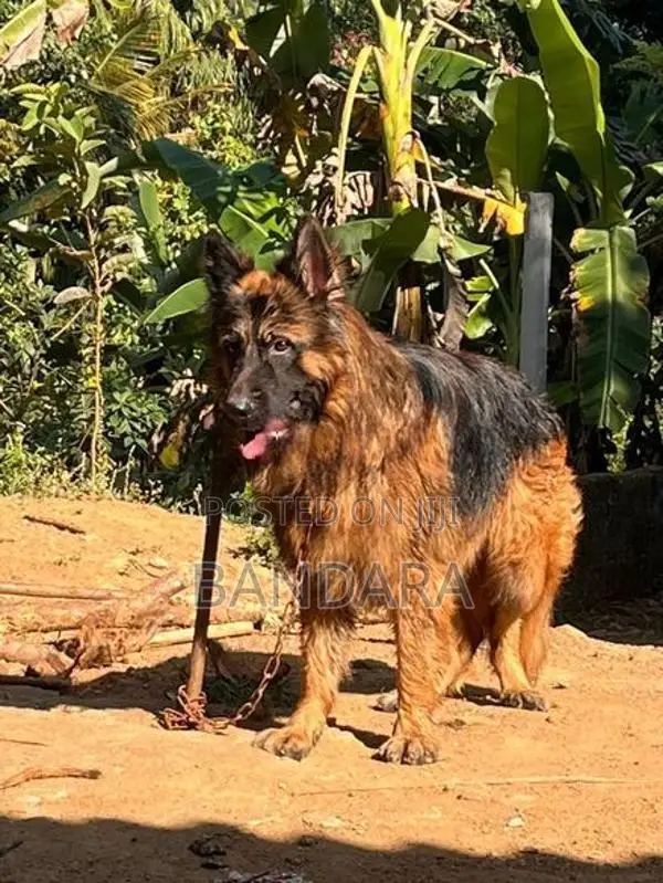 Jarmen Shepherd Puppy