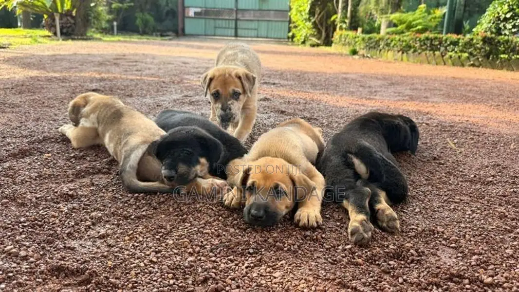Great Dane German Shepherd Puppies