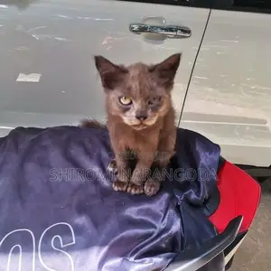 Persian Kitten