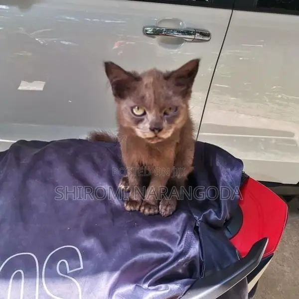 Persian Kitten