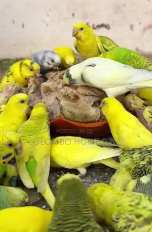 Love Birds