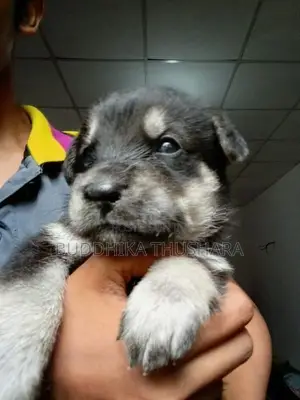 Jerman Shepherd Dog