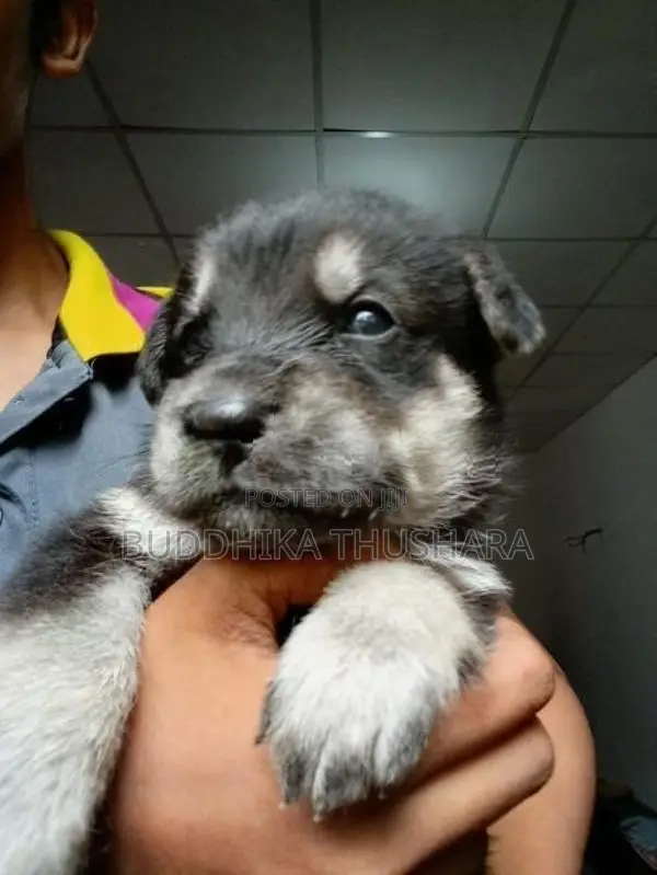 Jerman Shepherd Dog