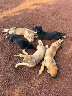 Great Dane German Shepherd Puppies