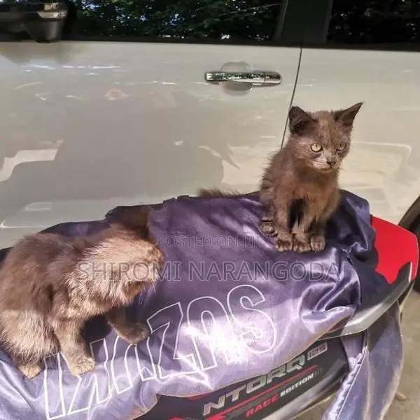 Persian Kitten