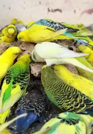 Love Birds