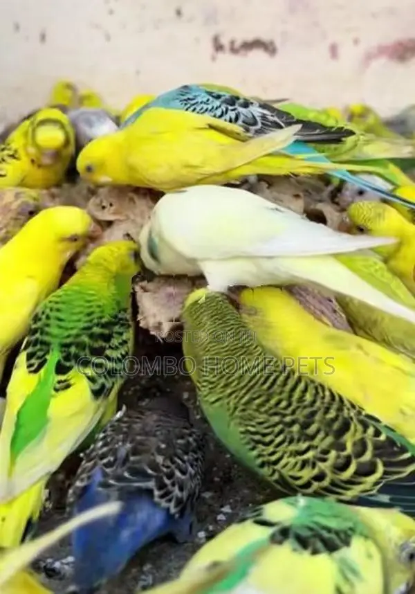 Love Birds