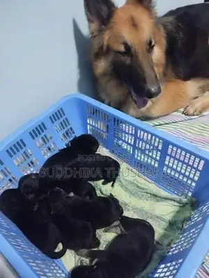 Jerman Shepherd Dog
