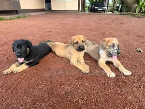 Great Dane German Shepherd Puppies
