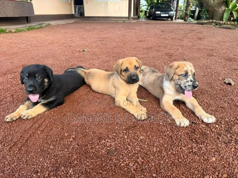 Great Dane German Shepherd Puppies