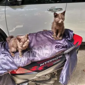 Persian Kitten
