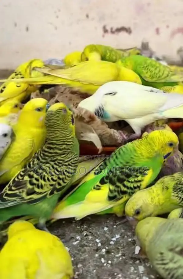 Love Birds