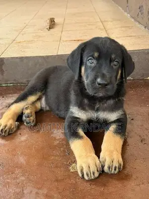 Great Dane German Shepherd Puppies