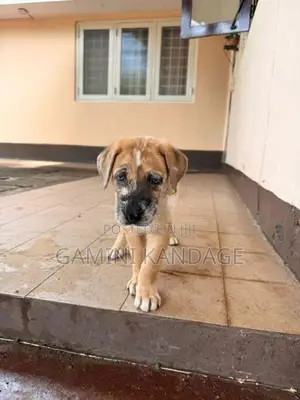 Great Dane German Shepherd Puppies