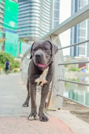 Cane Cruso Dog