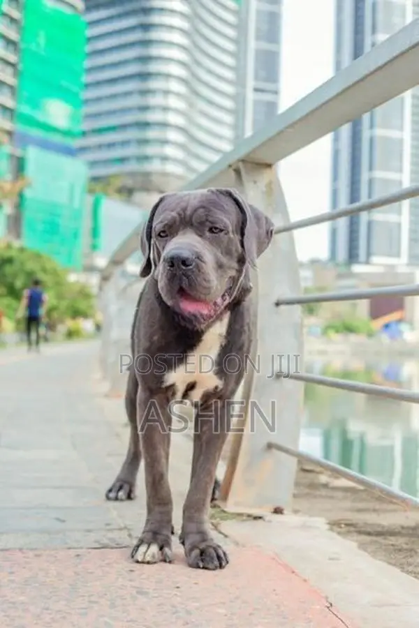 Cane Cruso Dog