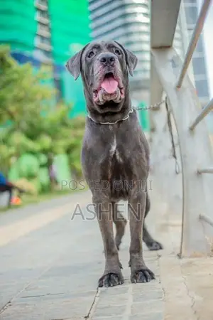 Cane Cruso Dog