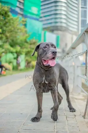 Cane Cruso Dog