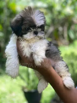 Shitzu Puppies