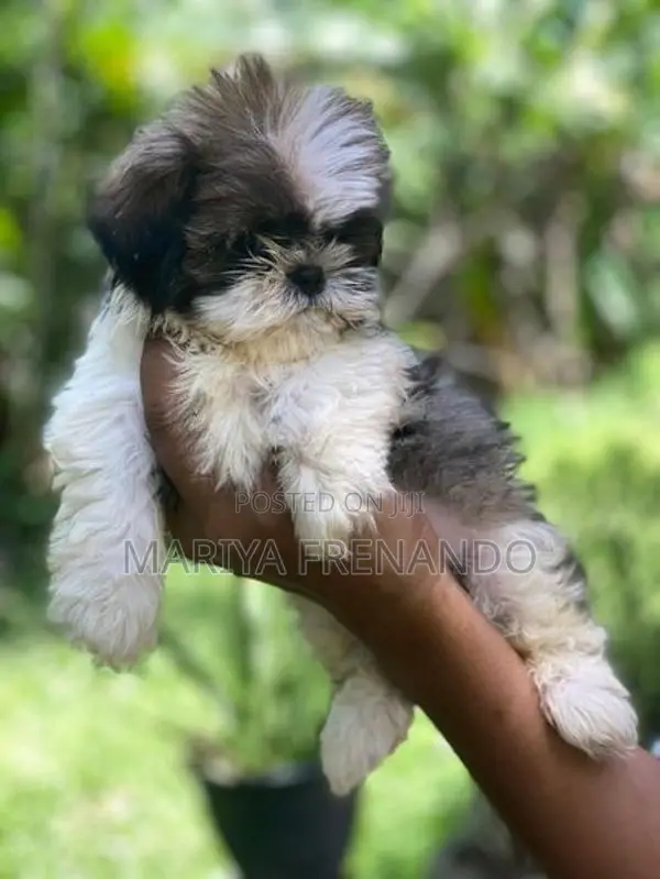 Shitzu Puppies