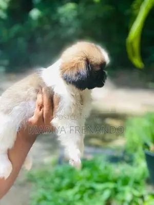 Shitzu Troso Puppies