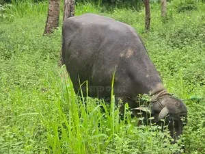 මී දෙන ( Buffalo Cow )