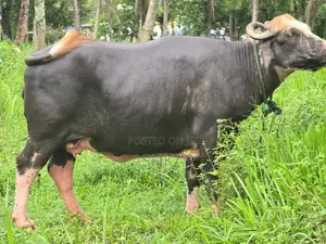 මී දෙන ( Neela Ravi Buffalo Cow )