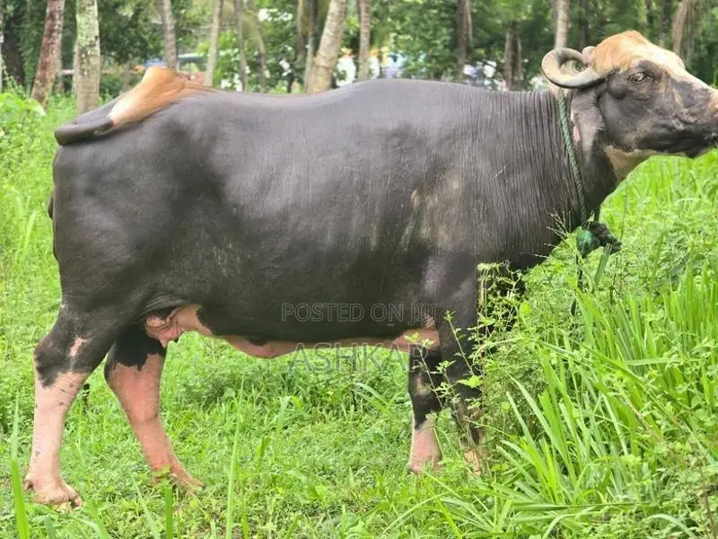 මී දෙන ( Neela Ravi Buffalo Cow )