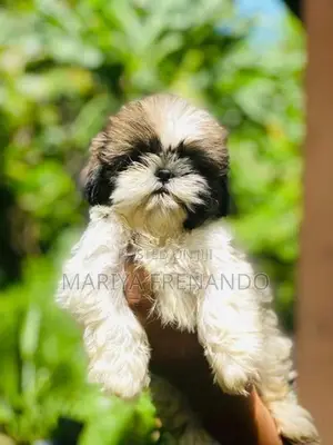 Shitzu Puppies